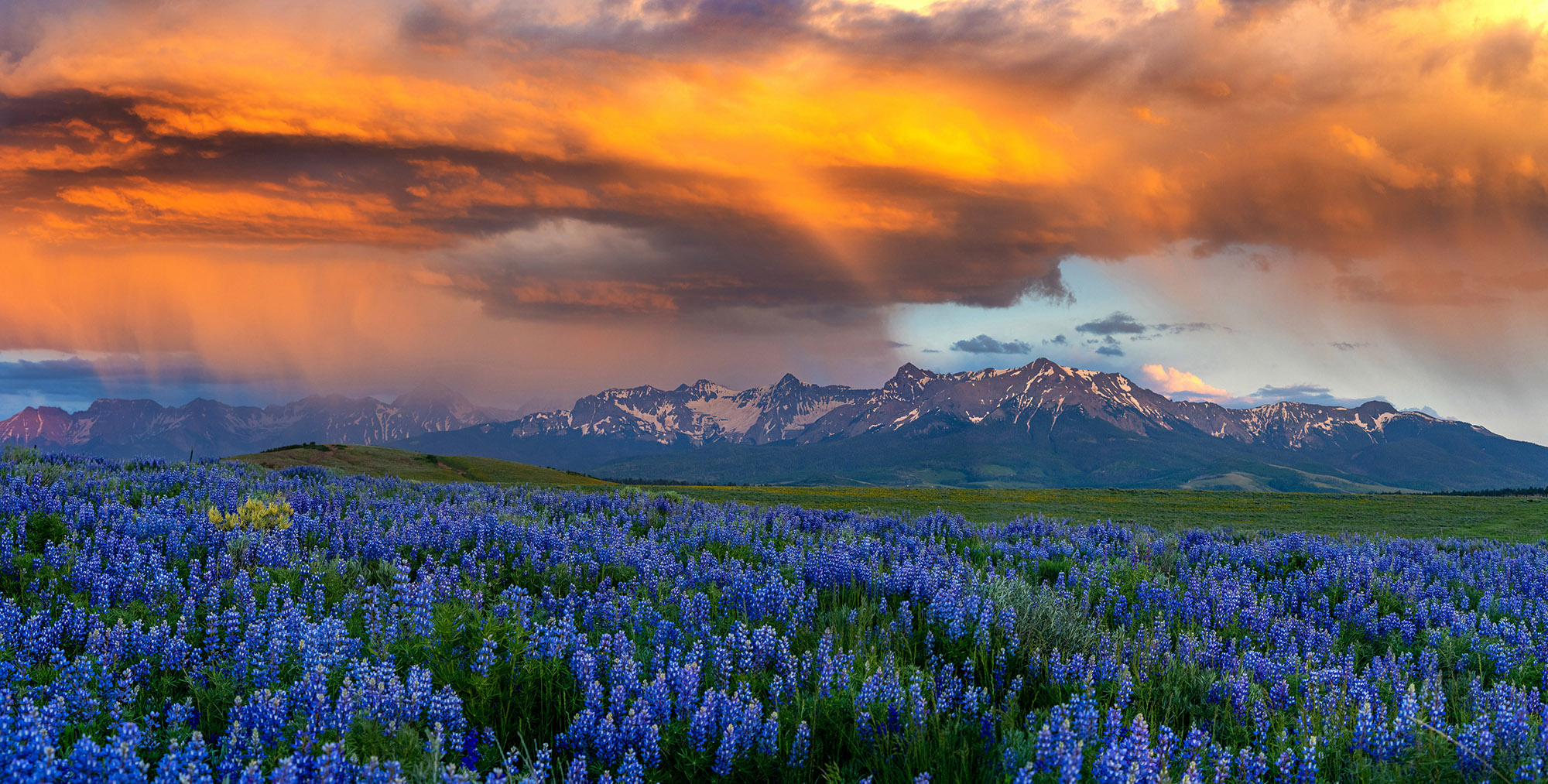 Telluride mountain panorama with wildflowers at sunset
